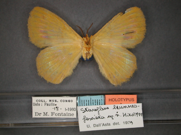 /filer/webapps/moths/media/images/B/brunneofasciata_Stenoglene_HT_RMCA_02.jpg