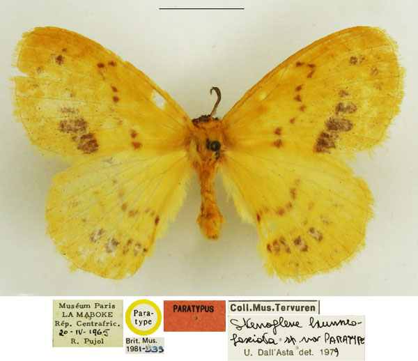 /filer/webapps/moths/media/images/B/brunneofasciata_Stenoglene_PTM_NHMUK.jpg