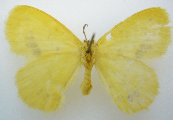 /filer/webapps/moths/media/images/B/brunneofasciata_Stenoglene_PTM_NHMUKb.jpg
