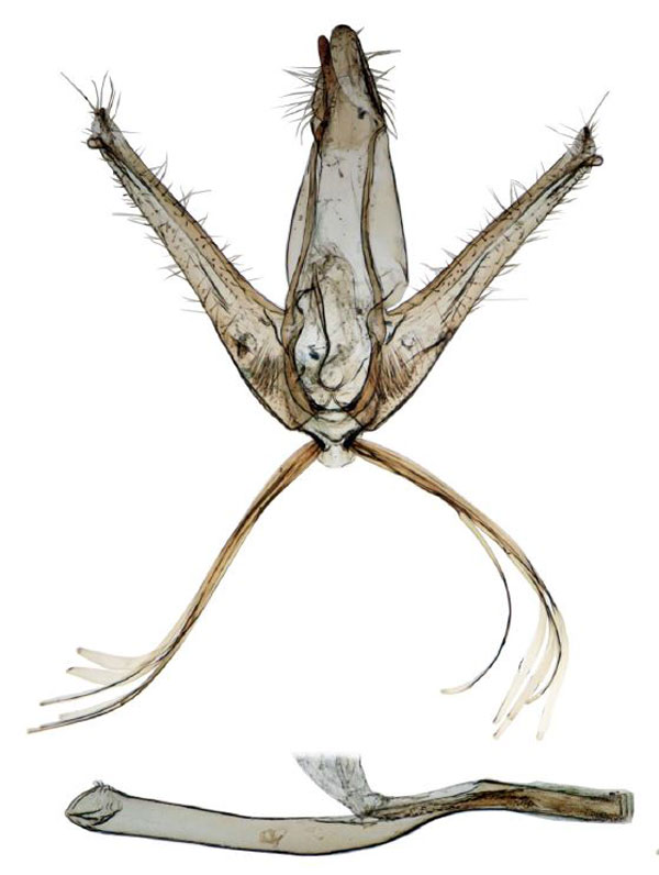 /filer/webapps/moths/media/images/B/brunneoflavalis_Ptychopseustis_GMHT_BMNH.jpg