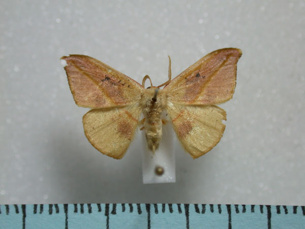 /filer/webapps/moths/media/images/B/brunneola_Isospidia_A_Revell.jpg