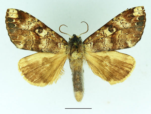 /filer/webapps/moths/media/images/B/brunneomixta_Alenophalera_AM_Basquin_02.jpg