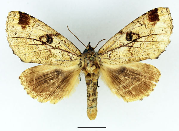 /filer/webapps/moths/media/images/B/brunneomixta_Alenophalera_AM_Basquin_04.jpg