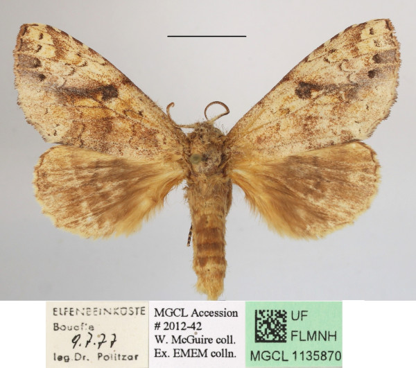 /filer/webapps/moths/media/images/B/brunneomixta_Alenophalera_A_MGCLa_01.JPG