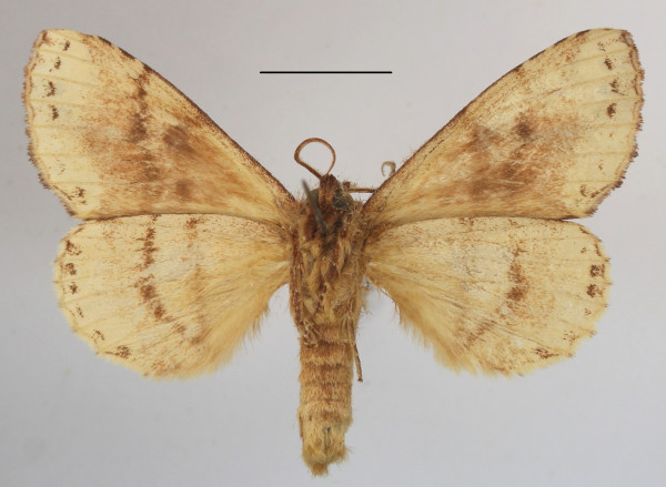 /filer/webapps/moths/media/images/B/brunneomixta_Alenophalera_A_MGCLb_01.JPG