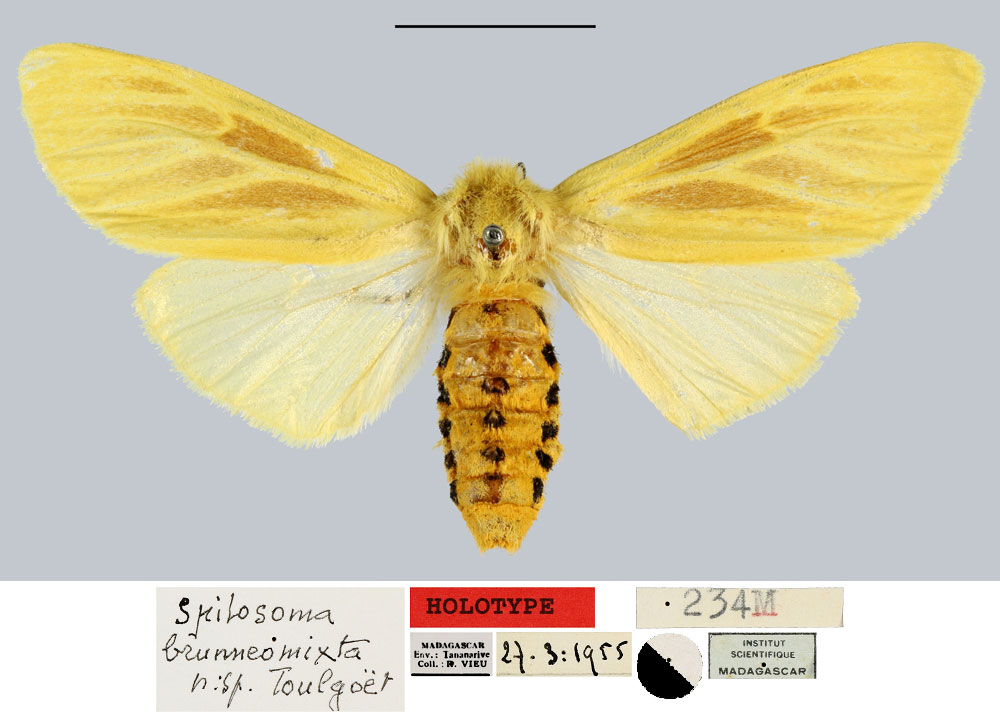 /filer/webapps/moths/media/images/B/brunneomixta_Spilosoma_HT_MNHN.jpg