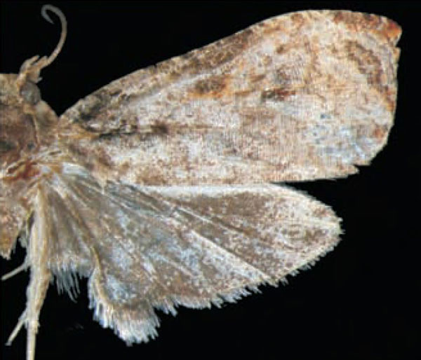 /filer/webapps/moths/media/images/B/brunneopostica_Eccopsis_HT_Trematerra.jpg