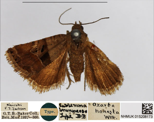 /filer/webapps/moths/media/images/B/brunneosa_Eublemma_HT_NHMUK.jpg