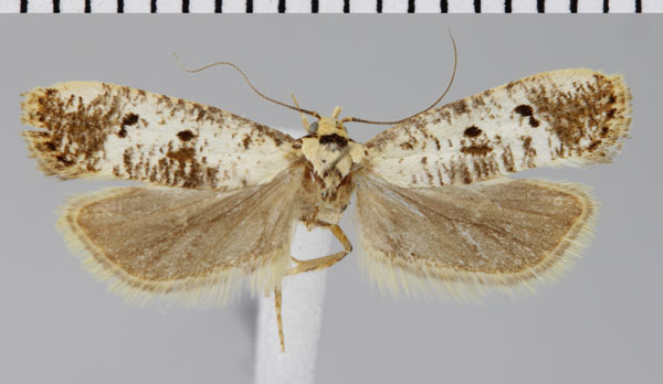 /filer/webapps/moths/media/images/B/brunneostola_Lacistodes_AF_ZMHB.jpg
