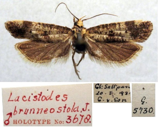 /filer/webapps/moths/media/images/B/brunneostola_Lacistodes_HT_TMSA.jpg