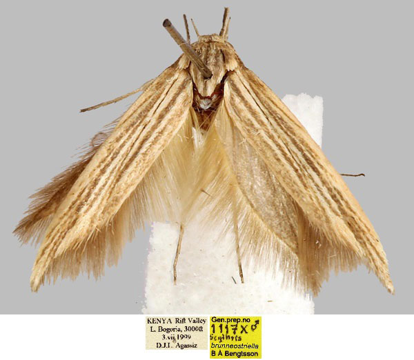 /filer/webapps/moths/media/images/B/brunneostriella_Scythris_HT_BMNH_MY3mfx2.jpg
