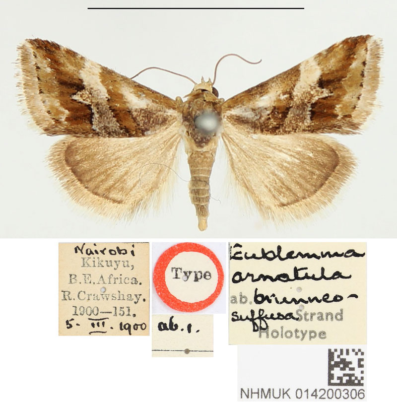 /filer/webapps/moths/media/images/B/brunneosuffusa_Eublemma_HT_BMNH.jpg