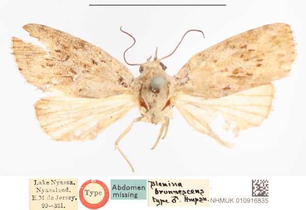 /filer/webapps/moths/media/images/B/brunnescens_Blenina_HT_NHMUK.jpg