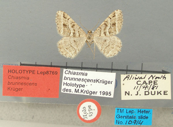 /filer/webapps/moths/media/images/B/brunnescens_Chiasmia_HT_TMSA.jpg
