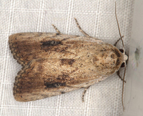 /filer/webapps/moths/media/images/B/brunnescens_Lophotidia_A_Heyns_01.jpg