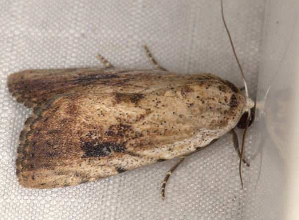 /filer/webapps/moths/media/images/B/brunnescens_Lophotidia_A_Heyns_02.jpg