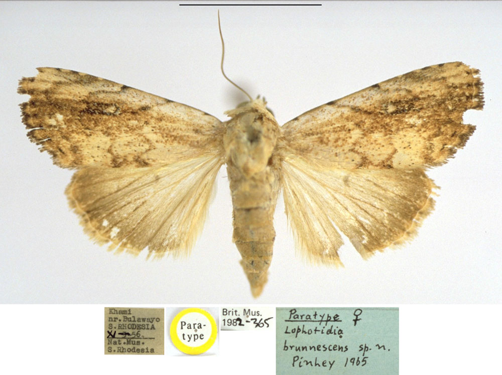 /filer/webapps/moths/media/images/B/brunnescens_Lophotidia_PTF_BMNH.jpg
