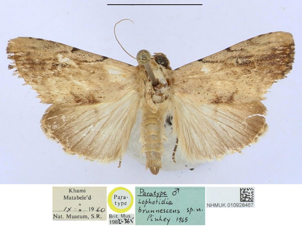 /filer/webapps/moths/media/images/B/brunnescens_Lophotidia_PTM_BMNH_Q7zknlK.jpg