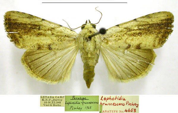 /filer/webapps/moths/media/images/B/brunnescens_Lophotidia_PTM_TMSA.jpg