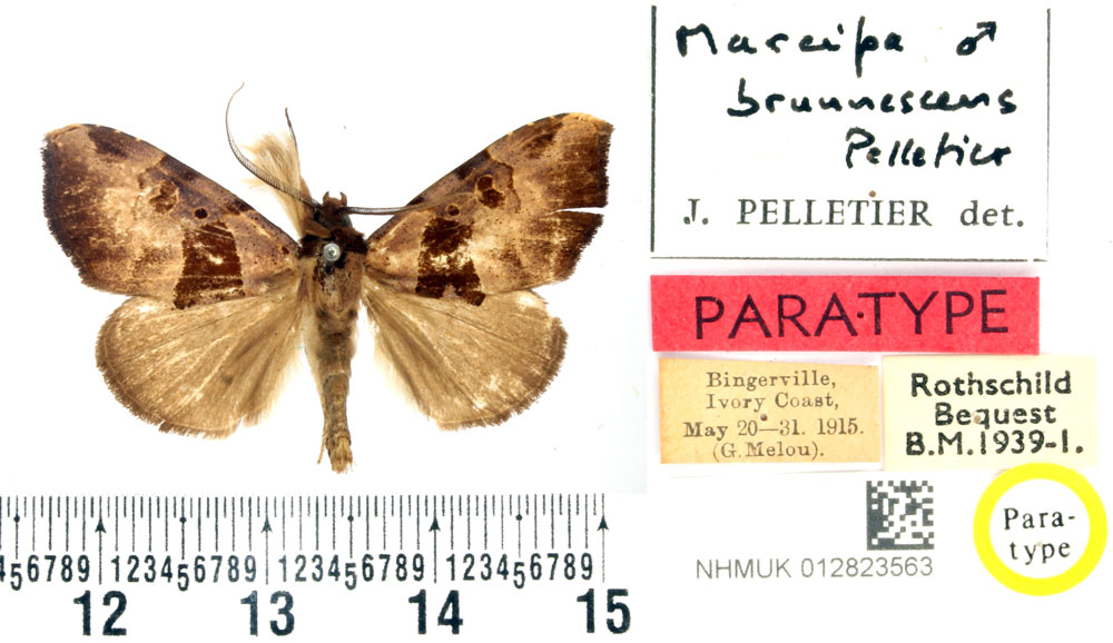 /filer/webapps/moths/media/images/B/brunnescens_Marcipa_PTM_BMNH_02.jpg