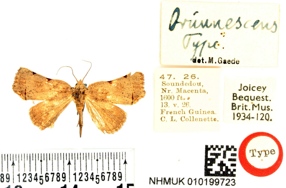 /filer/webapps/moths/media/images/B/brunnescens_Paralephana_HT_BMNH.jpg
