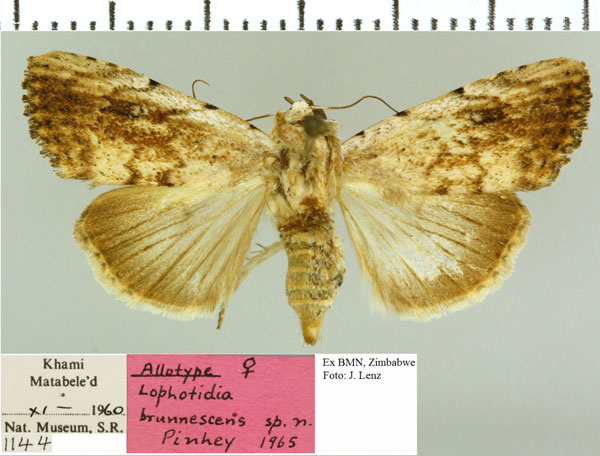 /filer/webapps/moths/media/images/B/brunnescens_Xanthodes_AT_NMB.jpg