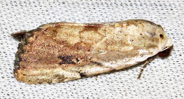 /filer/webapps/moths/media/images/B/brunnescens_Xanthodes_A_Braun_10.jpg