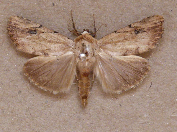 /filer/webapps/moths/media/images/B/brunnescens_Xanthodes_A_Butler.jpg