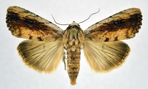 /filer/webapps/moths/media/images/B/brunnescens_Xanthodes_A_NHMO.jpg