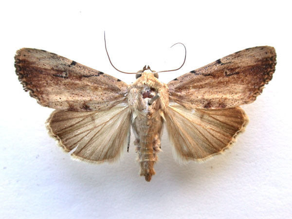 /filer/webapps/moths/media/images/B/brunnescens_Xanthodes_A_Revell.jpg