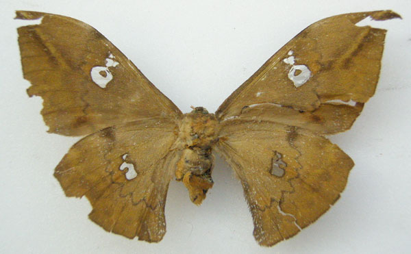 /filer/webapps/moths/media/images/B/brunneum_Orthogonioptilum_HT_NHMUKb.jpg