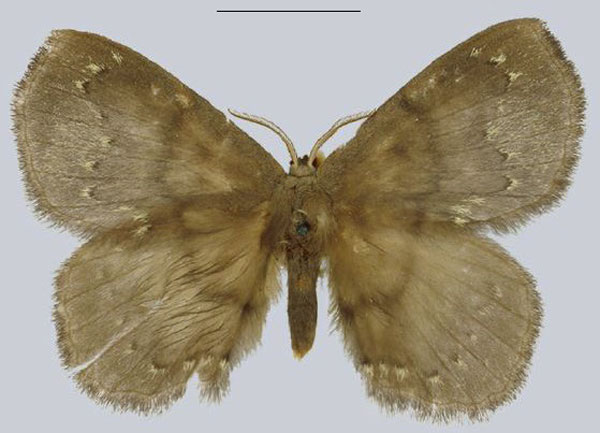 /filer/webapps/moths/media/images/B/brunneus_Streptojana_AM_NHMUK.jpg