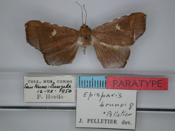 /filer/webapps/moths/media/images/B/brunoi_Episparis_PTF_RMCA_01.jpg