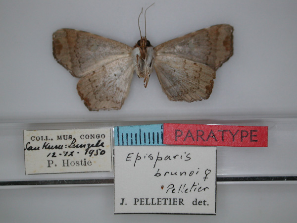 /filer/webapps/moths/media/images/B/brunoi_Episparis_PTF_RMCA_02.jpg