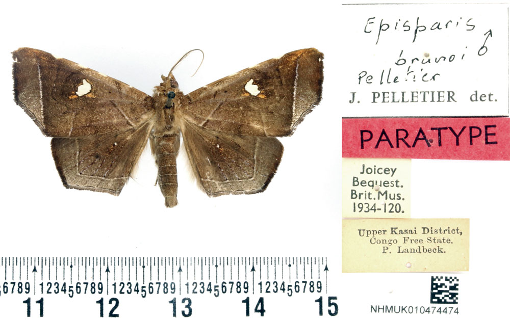 /filer/webapps/moths/media/images/B/brunoi_Episparis_PTM_BMNH_01.jpg