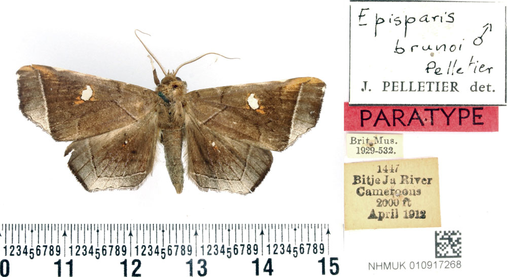 /filer/webapps/moths/media/images/B/brunoi_Episparis_PTM_BMNH_02.jpg