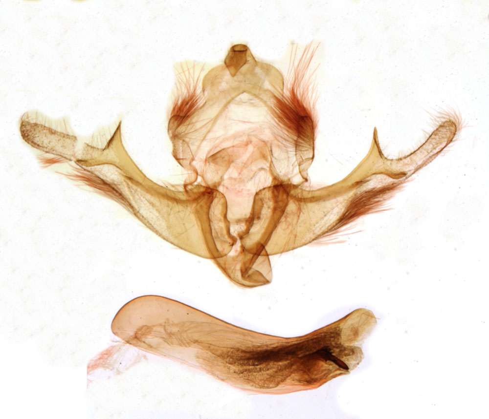 /filer/webapps/moths/media/images/B/bryae_Acrapex_GMHT_MNHN_1234.jpg