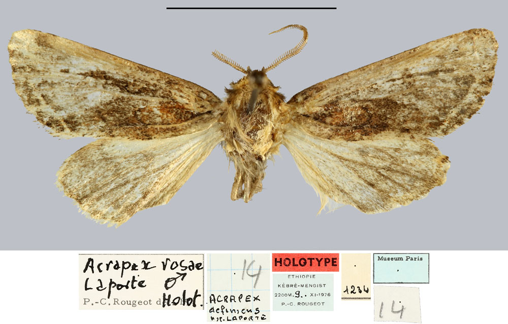 /filer/webapps/moths/media/images/B/bryae_Acrapex_HT_MNHN.jpg