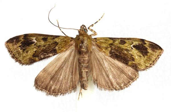 /filer/webapps/moths/media/images/B/bryalis_Anania_AM_Agassiz.jpg