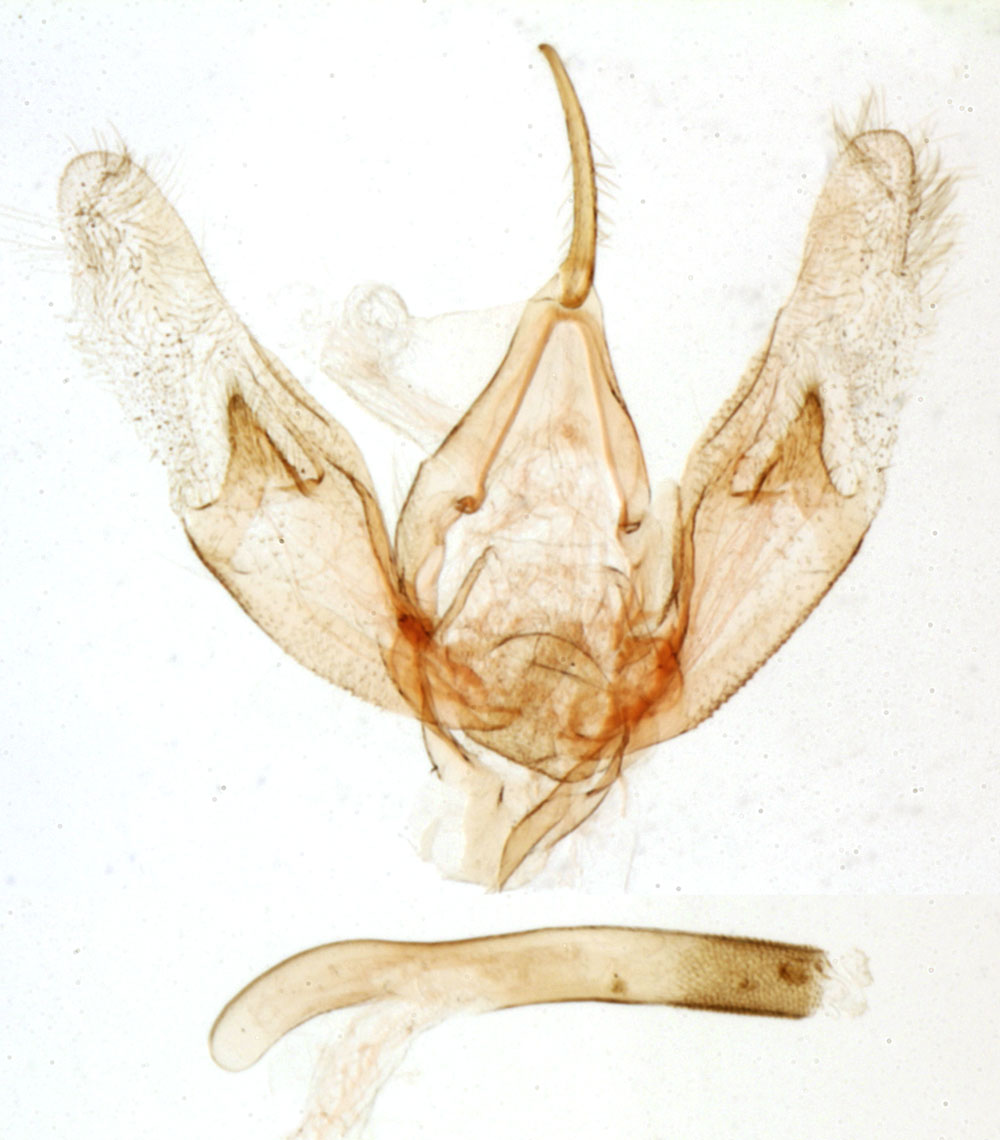 /filer/webapps/moths/media/images/B/brygooi_Porphyrinia_GMHT_MNHN_4567.jpg