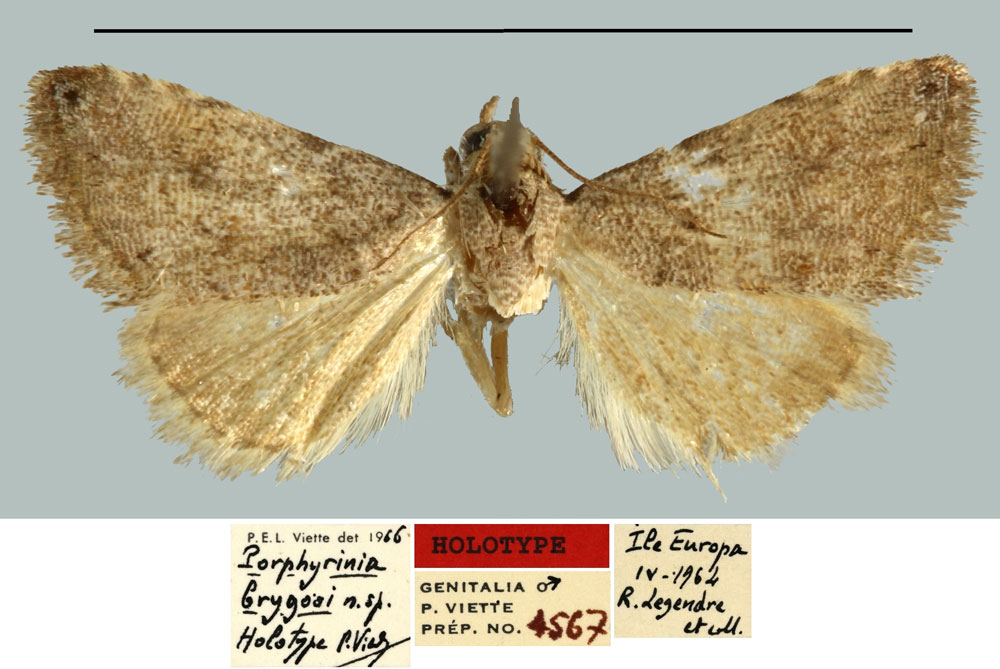 /filer/webapps/moths/media/images/B/brygooi_Porphyrinia_HT_MNHN.jpg