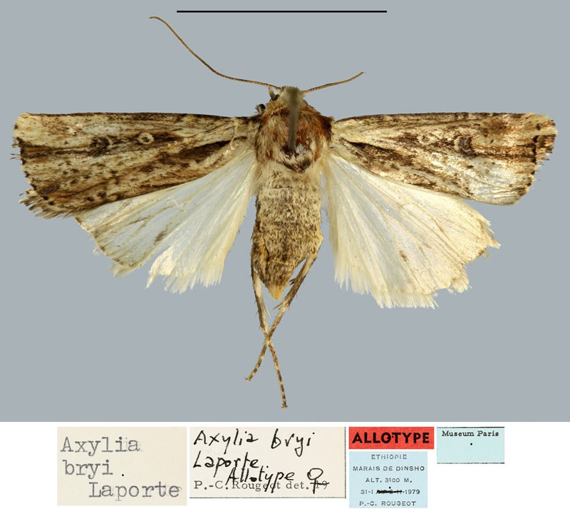 /filer/webapps/moths/media/images/B/bryi_Axylia_AT_MNHN.jpg