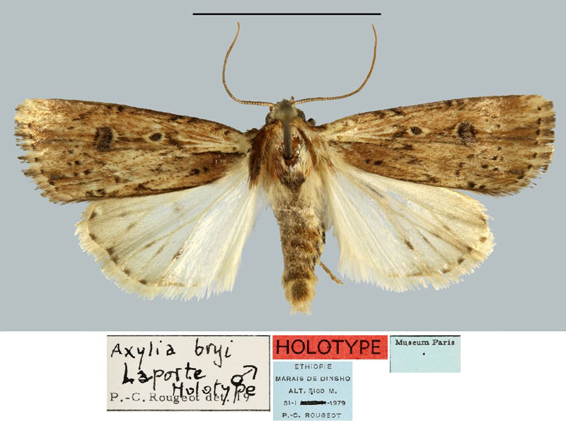 /filer/webapps/moths/media/images/B/bryi_Axylia_HT_MNHN.jpg