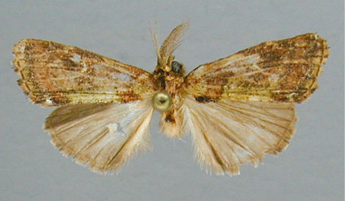 /filer/webapps/moths/media/images/B/bryki_Boscawenia_HT_RMCA.jpg