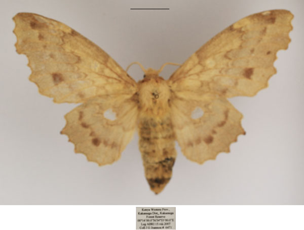 /filer/webapps/moths/media/images/B/bryki_Mimopacha_AF_TMSA.jpg