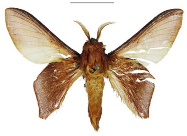/filer/webapps/moths/media/images/B/bryoniae_Sonitha_HT_ANHRT.jpg