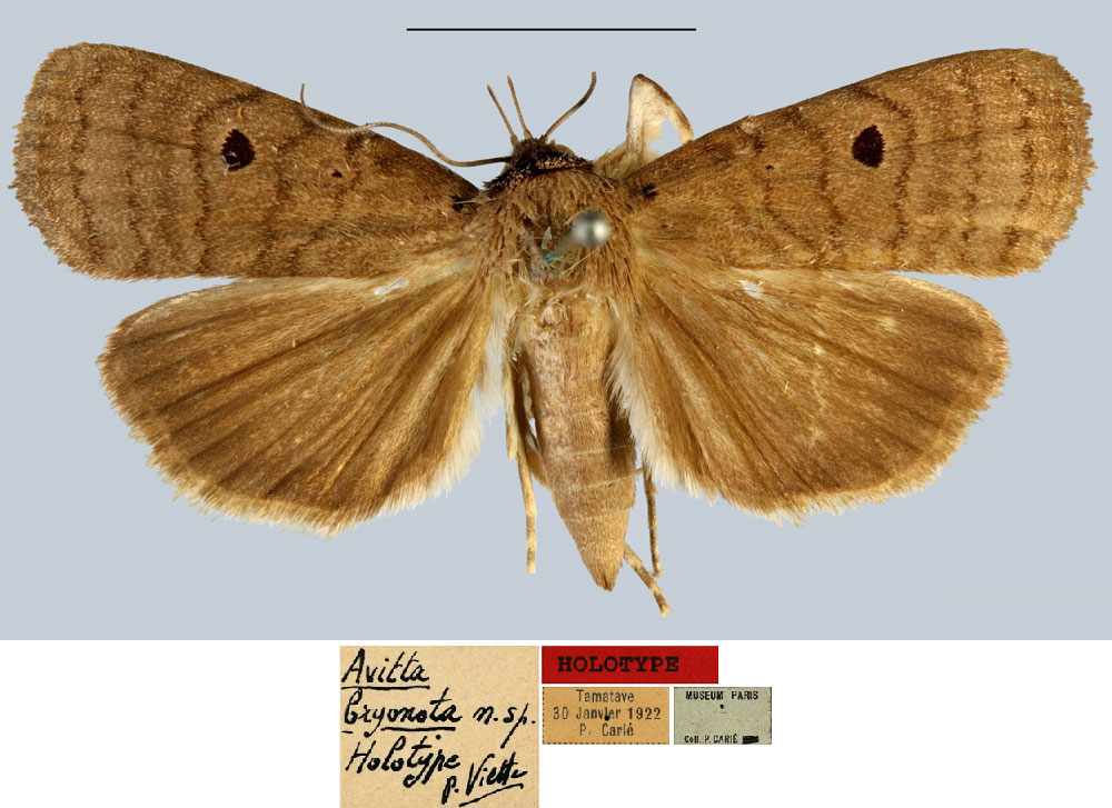 /filer/webapps/moths/media/images/B/bryonota_Avitta_HT_MNHN.jpg