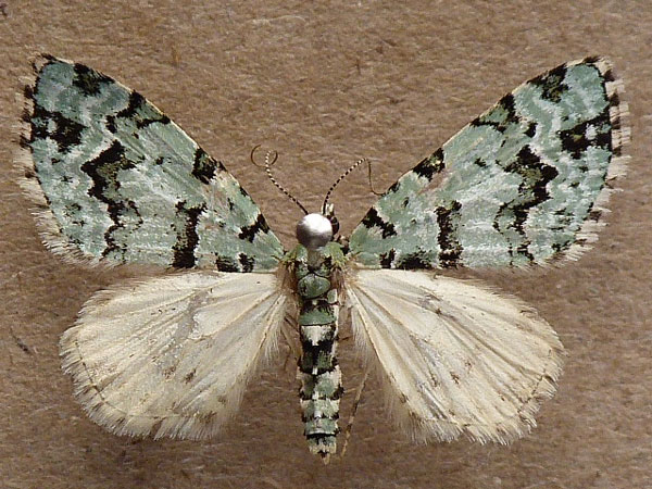 /filer/webapps/moths/media/images/B/bryophilaria_Piercea_A_Butler.jpg