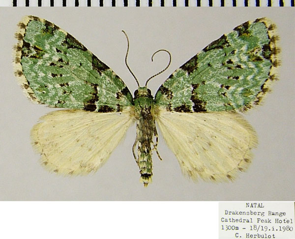 /filer/webapps/moths/media/images/B/bryophilaria_Piercia_AF_ZSMa.jpg