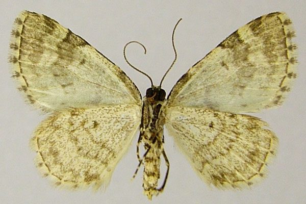 /filer/webapps/moths/media/images/B/bryophilaria_Piercia_AF_ZSMb.jpg